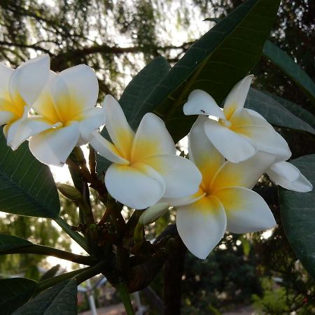 Finca Florida 圣米格尔德阿沃纳 外观 照片