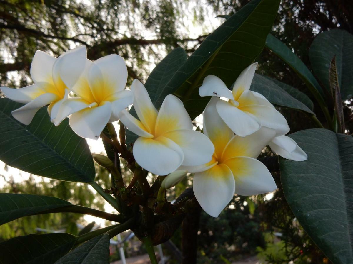 Finca Florida 圣米格尔德阿沃纳 外观 照片